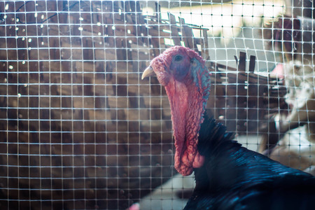 Male turkey in a farm.の写真素材
