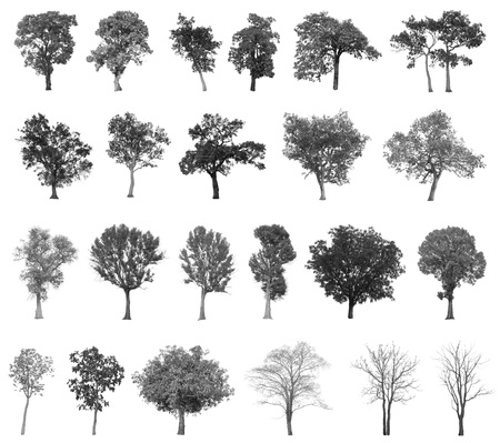 Black tree silhouettes isolated on white background, Tree Branch, Set of abstract trees, tree with a realistic, Black treeの写真素材