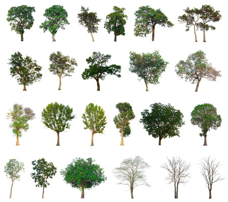 Tree isolated on white background, Tree Branch, Set of abstract trees, tree with a realisticの写真素材