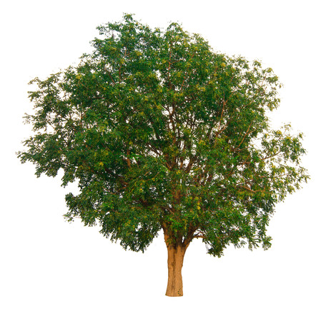 The tree branch isolated on white backgroundの写真素材