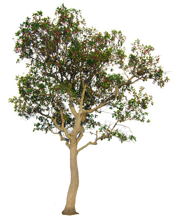 The tree branch isolated on white backgroundの写真素材