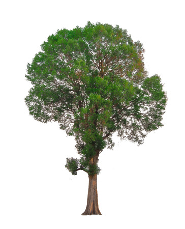 The tree branch isolated on white backgroundの写真素材