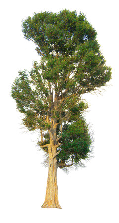 The tree branch isolated on white backgroundの写真素材