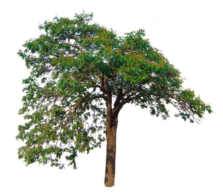 The tree branch isolated on white backgroundの写真素材