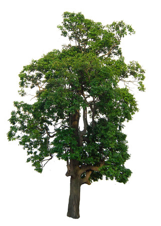 The tree branch isolated on white backgroundの写真素材