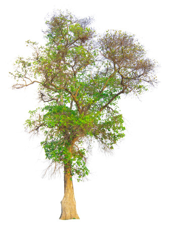 The tree branch isolated on white backgroundの写真素材