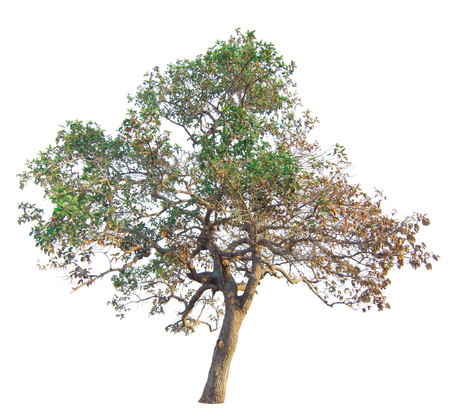 The tree branch isolated on white backgroundの写真素材