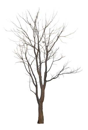 The tree branch isolated on white backgroundの写真素材