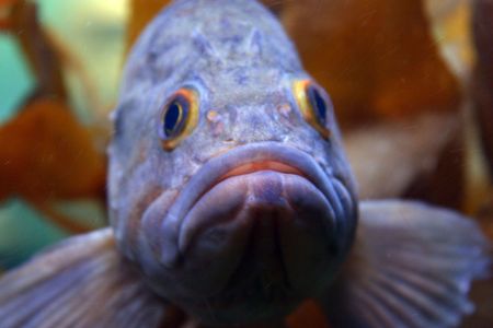 FISH IN A TANKの写真素材