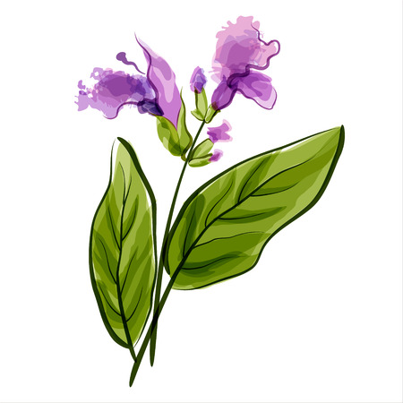 Salvia  Sage  Vector illustration  Meadow flowerのイラスト素材