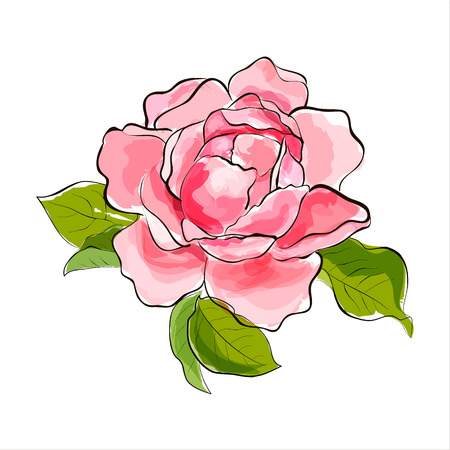 Beautiful pink rose  Stylized watercolor illustration  Vectorのイラスト素材