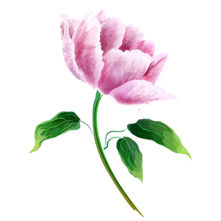 Pink peony flower. Flowering branch isolated on white background. Vector collectionのイラスト素材