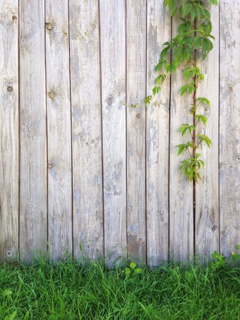 Old grunge wood texture abnd background texture.の写真素材
