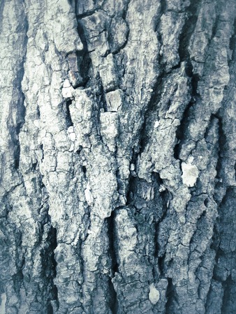 Old grunge wood texture abnd background texture.
