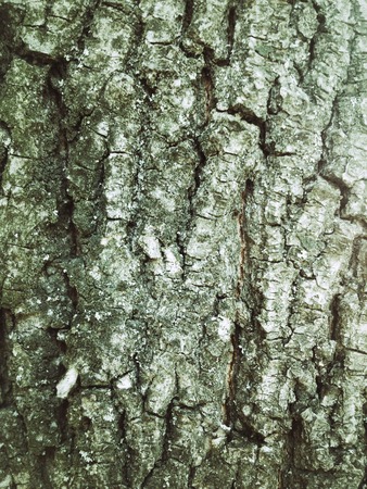 Old grunge wood texture abnd background texture.