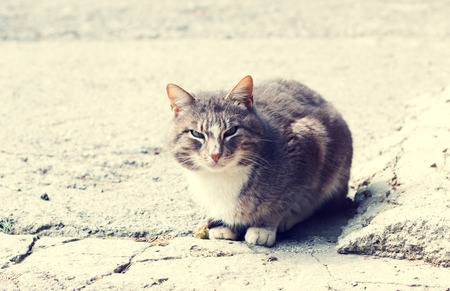 Home pedigreed cat sitting on the ground and looks. Toned photoの写真素材