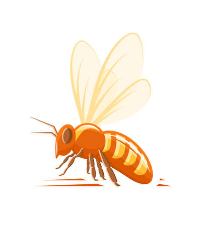 Bee, side view isolated on white background. Design element for honey concept. Vector illustrationのイラスト素材