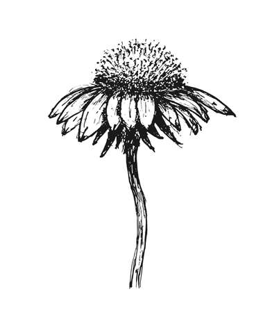 Sketch flower isolated on white background. Design element. Vector illustrationのイラスト素材