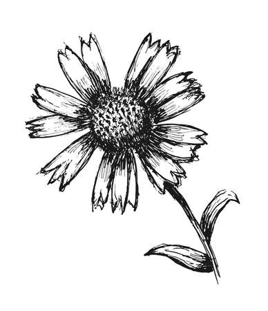 Sketch flower isolated on white background. Design element. Vector illustrationのイラスト素材