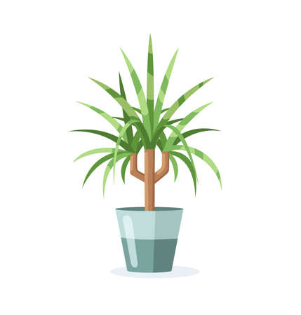 Home plant in flower pot isolated on white background in flat style. Vector illustrationのイラスト素材