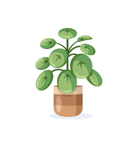Home plant in flower pot isolated on white background in flat style. Vector illustrationのイラスト素材