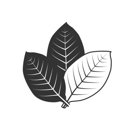 Coffee leaves isolated on white background. Vector illustrationのイラスト素材