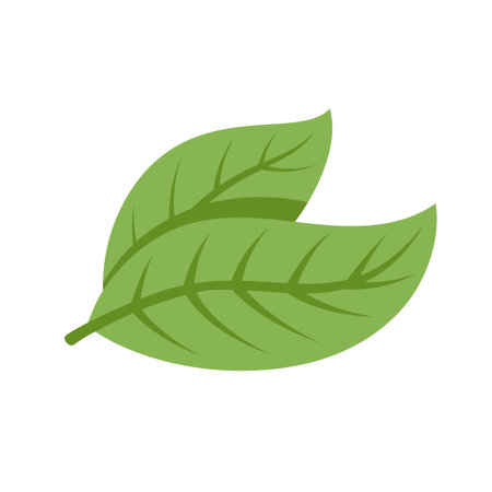 Cocoa beans isolated on white background. logo template. Cacao beans. design elements. vector illustrationのイラスト素材