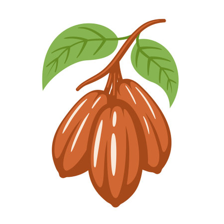 Cocoa beans isolated on white background. logo template. Cacao beans. design elements. vector illustrationのイラスト素材