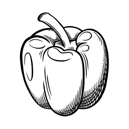 Sketch bell pepper isolated on white background. Hand drawn bell pepper. vector illustrationのイラスト素材
