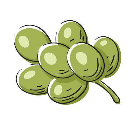 Grape branch isolated on white background. Green grape icon in cartoon style. Vector illustrationのイラスト素材