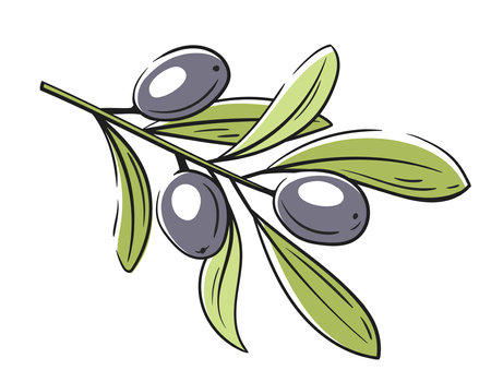 Branch with olives isolated on white background. Olives icon in vintage cartoon style. Vector illustrationのイラスト素材
