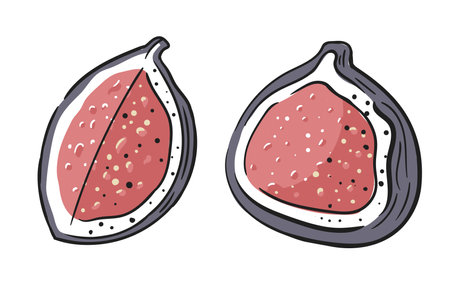 Cut fig isolated on white background. Fig icon in cartoon style. Vector illustrationのイラスト素材