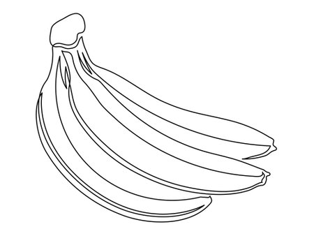 Banana branch line isolated on white background. Simple silhouette of fruit. Hand drawn banana outline. Vector illustrationのイラスト素材