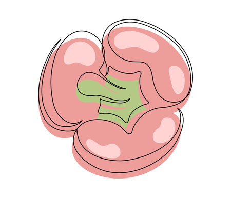 Single red bell pepper line isolated on white background. Simple silhouette of vegetable. Hand drawn red bell pepper outline. Vector illustrationのイラスト素材