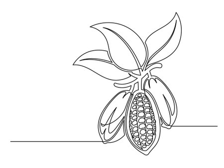 Continuous one line cocoa beans branch with leaves isolated on white background. Simple vegetable silhouette. Hand drawn cocoa beans branch outline. Vector illustrationのイラスト素材