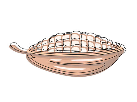 Brown cacao beans plant line isolated on white background. Simple silhouette of vegetable. Hand drawn cocoa beans plant outline. Vector illustrationのイラスト素材