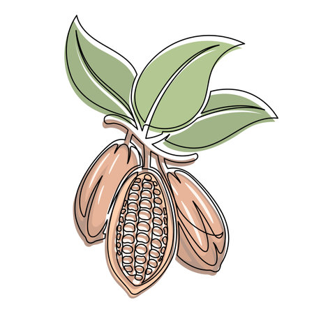 Brown cocoa beans branch with green leaves line isolated on white background. Simple silhouette of vegetable. Hand drawn cocoa beans branch outline. Vector illustrationのイラスト素材