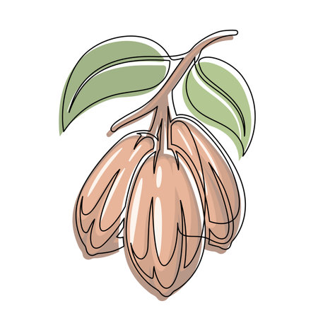 Brown cocoa beans branch with green leaves line isolated on white background. Simple silhouette of vegetable. Hand drawn cocoa beans branch outline. Vector illustrationのイラスト素材