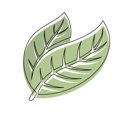 Green cocoa leaves line isolated on white background. Simple silhouette of vegetable. Hand drawn cocoa leaves outline. Vector illustrationのイラスト素材