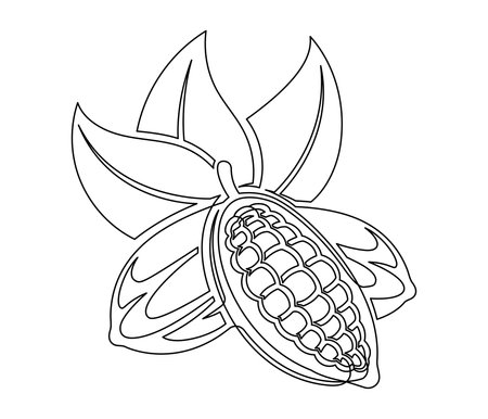 Cacao beans branch with leaves line isolated on white background. Simple silhouette of vegetable. Hand drawn cocoa beans branch outline. Vector illustrationのイラスト素材