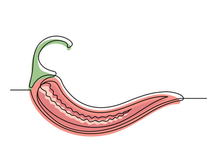 Continuous one line red chili pepper in section isolated on white background. Simple silhouette of vegetable. Hand drawn chili pepper outline. Vector illustrationのイラスト素材