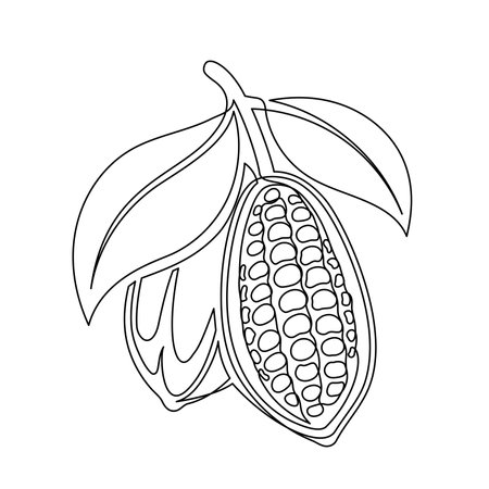 Cacao beans branch with leaves line isolated on white background. Simple silhouette of vegetable. Hand drawn cocoa beans branch outline. Vector illustrationのイラスト素材