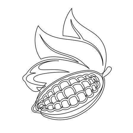 Cacao beans branch with leaves line isolated on white background. Simple silhouette of vegetable. Hand drawn cocoa beans branch outline. Vector illustrationのイラスト素材