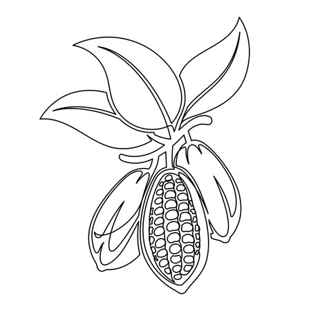 Cacao beans branch with leaves line isolated on white background. Simple silhouette of vegetable. Hand drawn cocoa beans branch outline. Vector illustrationのイラスト素材