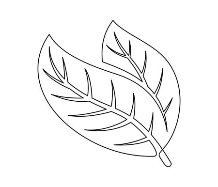 Cacao leaves line isolated on white background. Simple silhouette of vegetable. Hand drawn cocoa leaves outline. Vector illustrationのイラスト素材