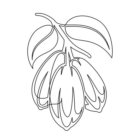 Cacao beans branch with leaves line isolated on white background. Simple silhouette of vegetable. Hand drawn cocoa beans branch outline. Vector illustrationのイラスト素材