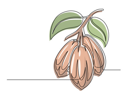Continuous one line colorful cocoa beans branch with leaves isolated on white background. Simple vegetable silhouette. Hand drawn cocoa beans branch outline. Vector illustrationのイラスト素材