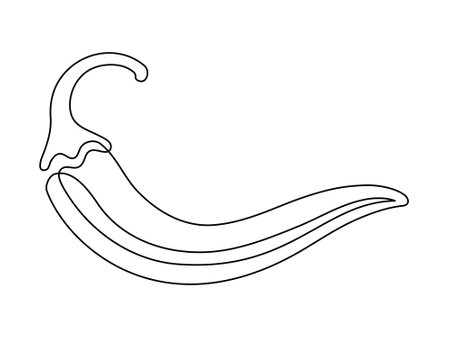 Chili pepper line isolated on white background. Simple vegetable silhouette. Hand drawn chili pepper outline. Vector illustrationのイラスト素材
