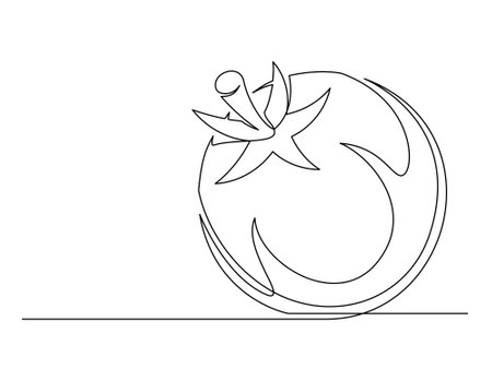 Continuous one line tomato isolated on white background. Simple vegetable silhouette. Hand drawn tomato outline. Vector illustrationのイラスト素材