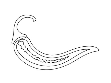 Chili pepper in section line isolated on white background. Simple silhouette of vegetable. Hand drawn chili pepper outline. Vector illustrationのイラスト素材
